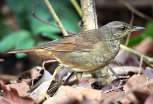 Шатансүүлт (Тайгын шатансүүлт)